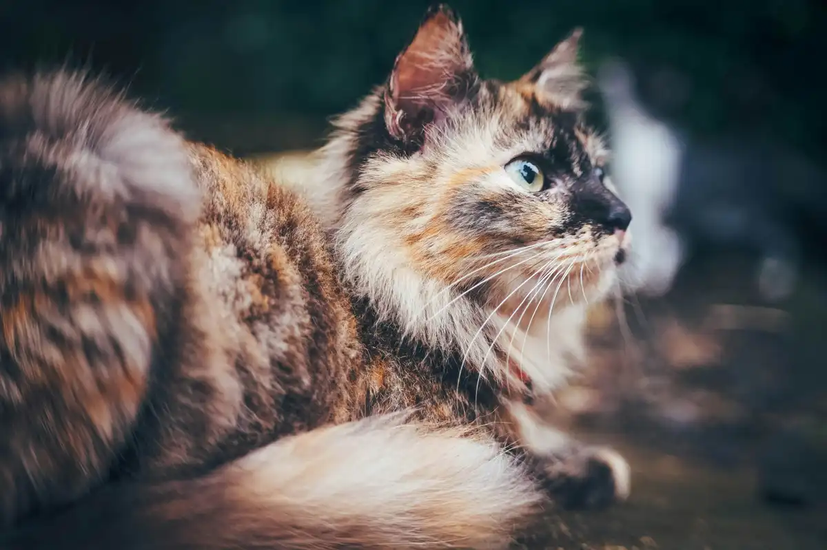 Faster, Clearer, Better: Revolutionizing Your Team’s Feedback Loop with Visuals